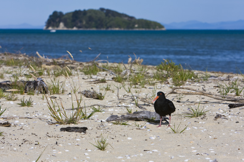 Variable Oystercatcher On Beach